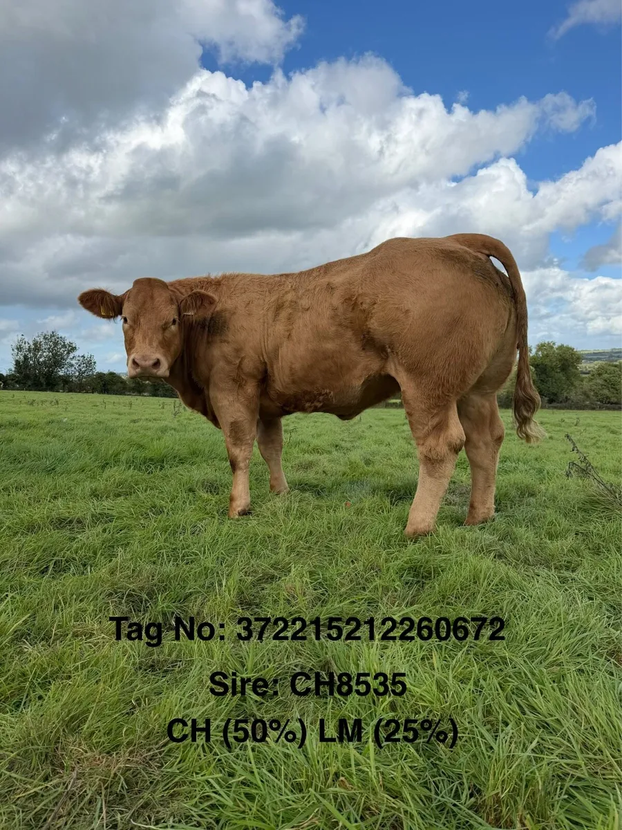 ⭐️ 20 Exceptional Maiden Heifers ⭐️ - Image 3