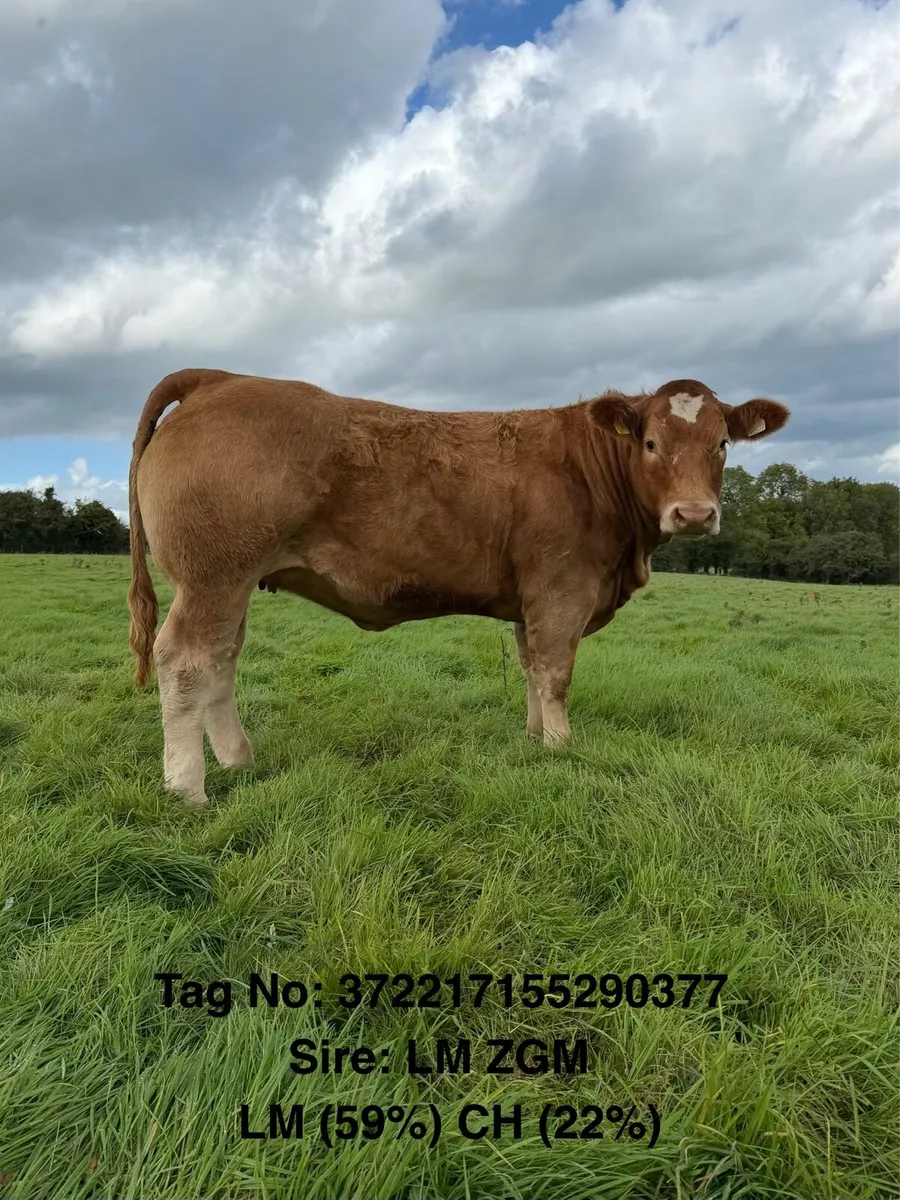 ⭐️ 20 Exceptional Maiden Heifers ⭐️ - Image 4