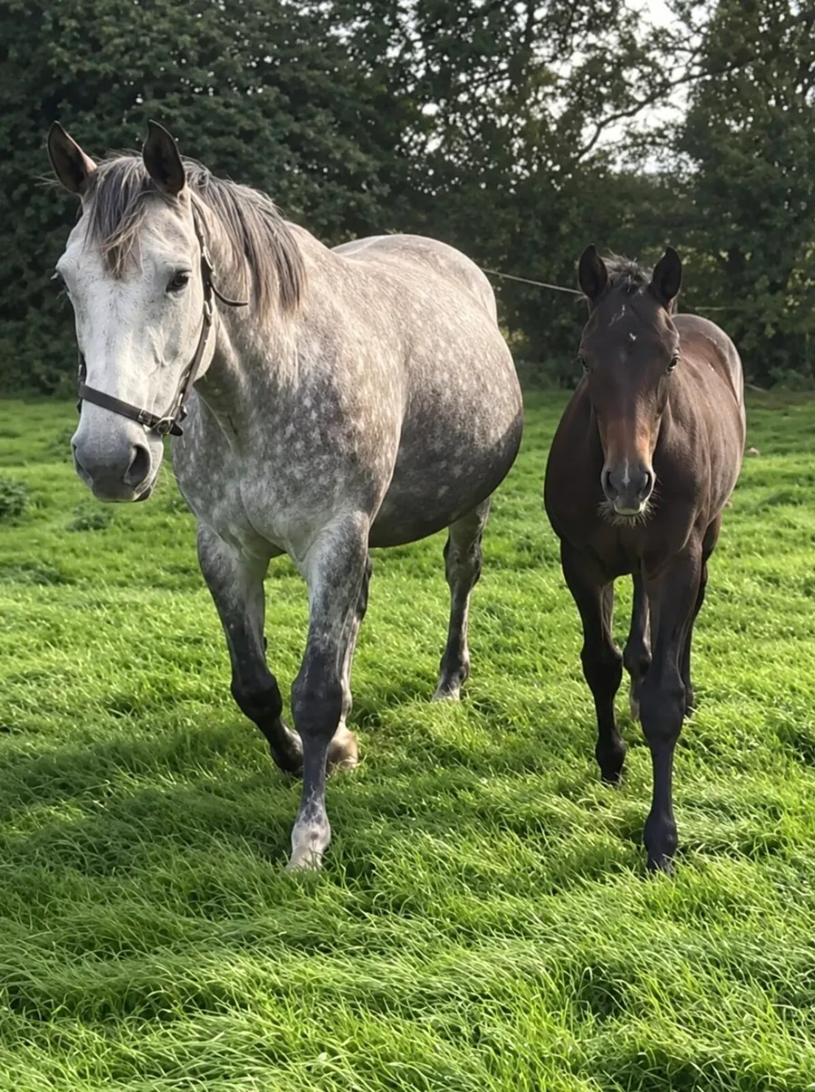 Performance Bred Broodmares - Image 2