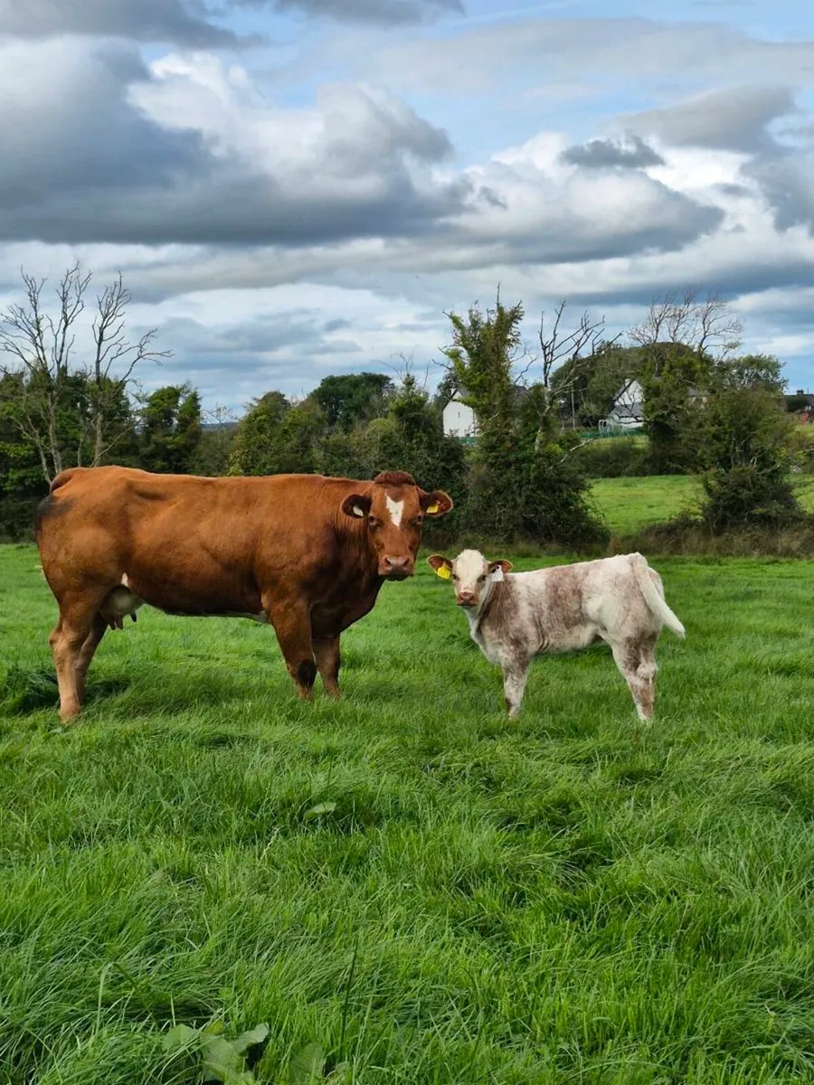 Incalf and Calved Heifers - Image 1