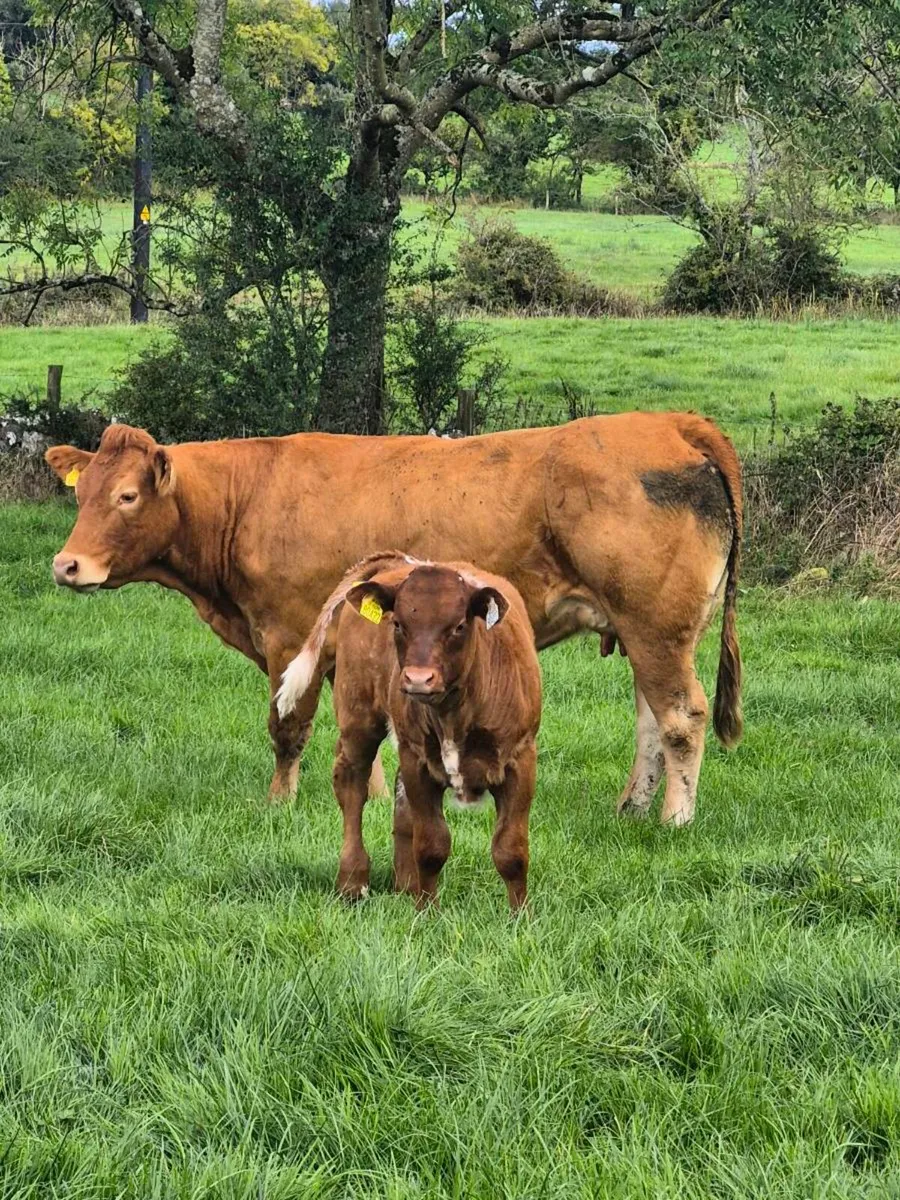 Incalf and Calved Heifers - Image 2