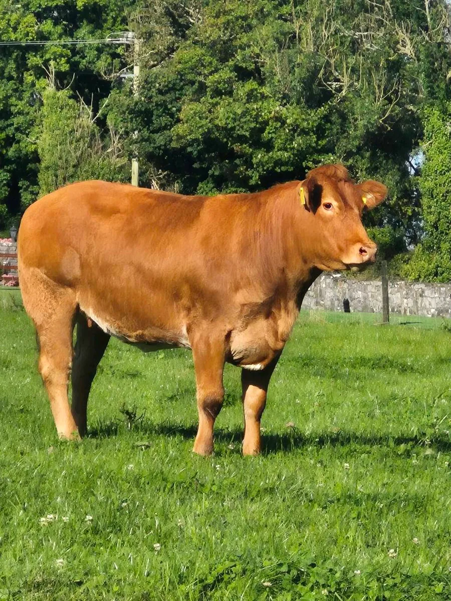 Incalf and Calved Heifers - Image 3