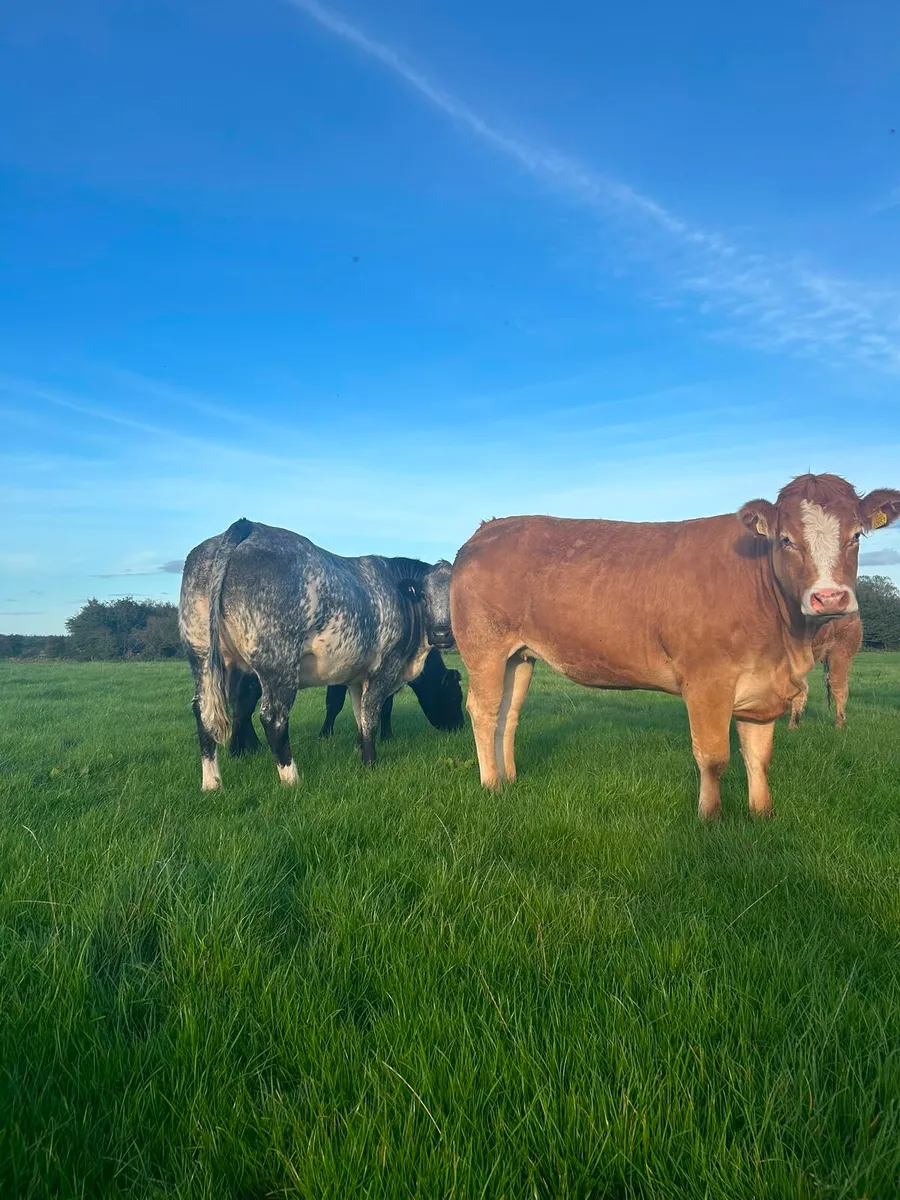 Incalf and Calved Heifers - Image 4