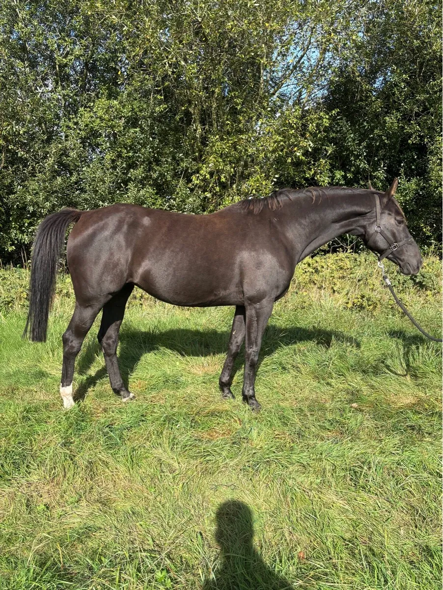 Performance Bred Broodmares - Image 3
