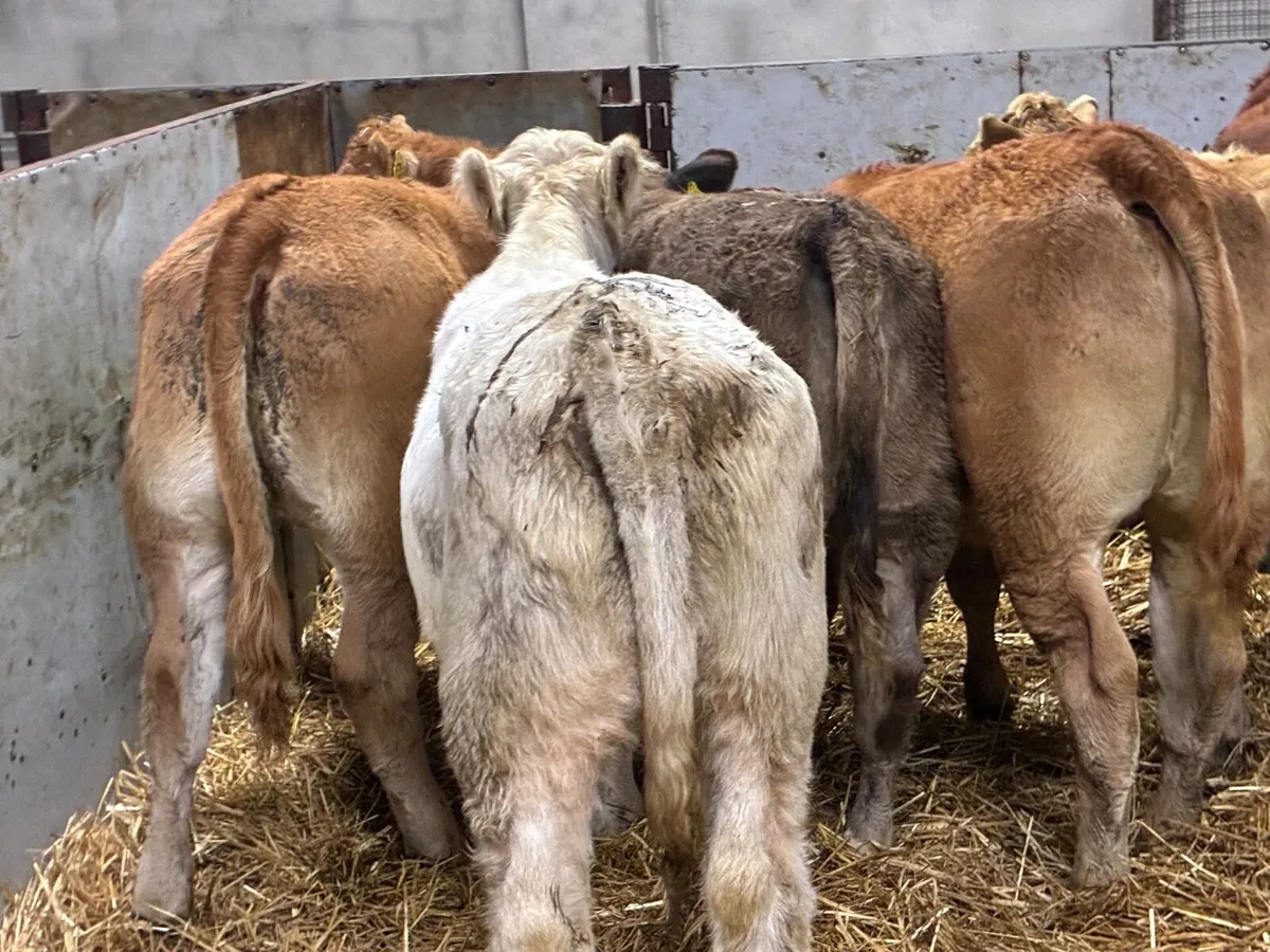 Smashing CH & LIM Heifer Weanlings - Image 3
