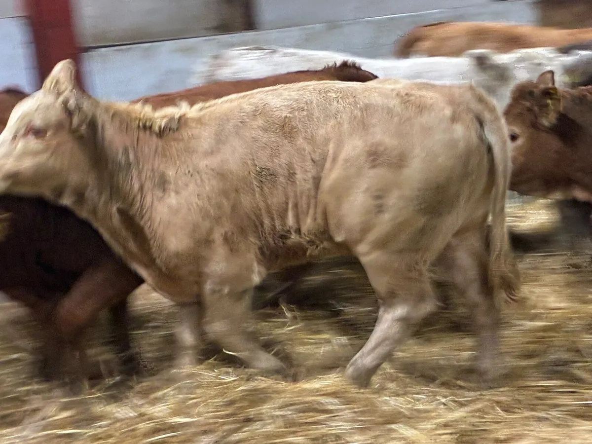 Smashing CH & LIM Heifer Weanlings - Image 2
