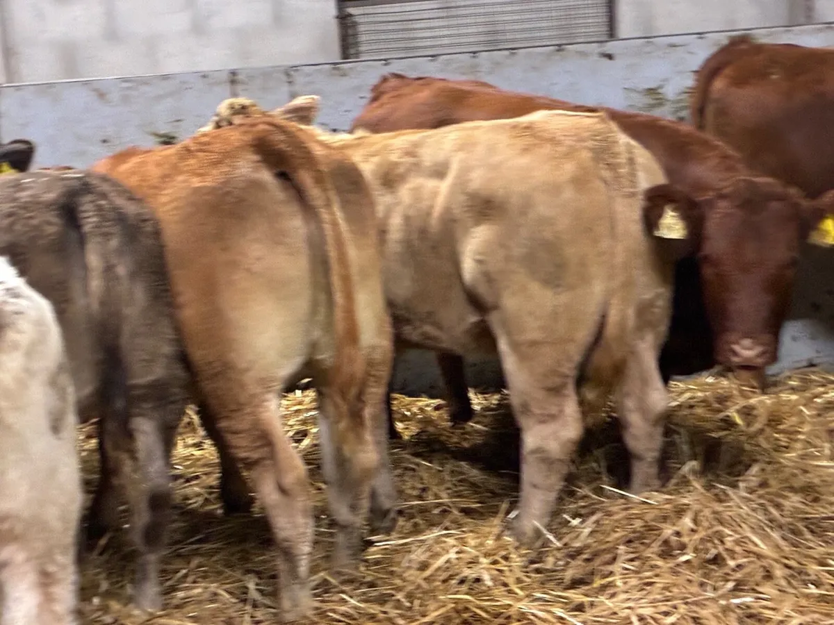 Smashing CH & LIM Heifer Weanlings - Image 4