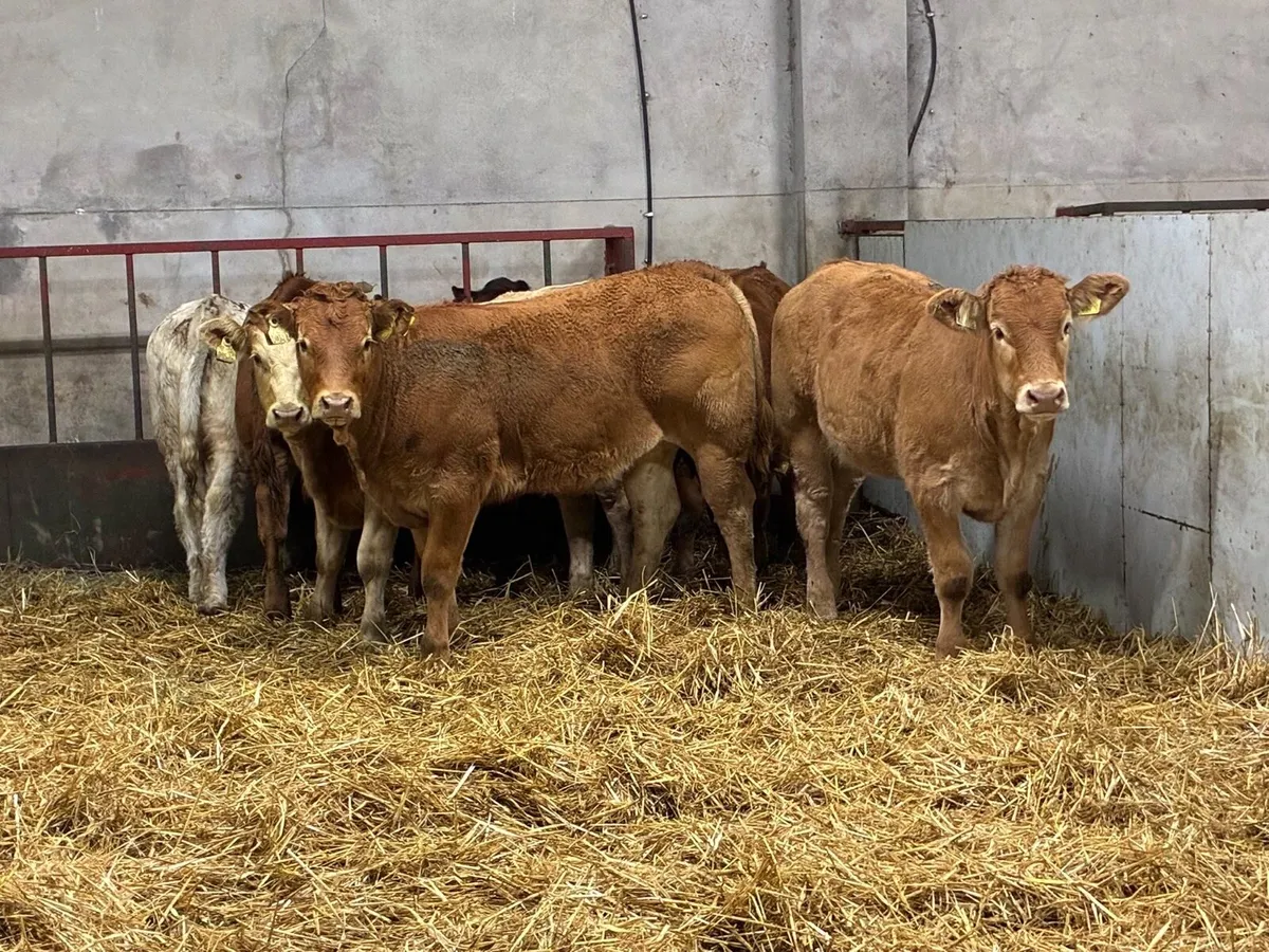 Smashing CH & LIM Heifer Weanlings - Image 1