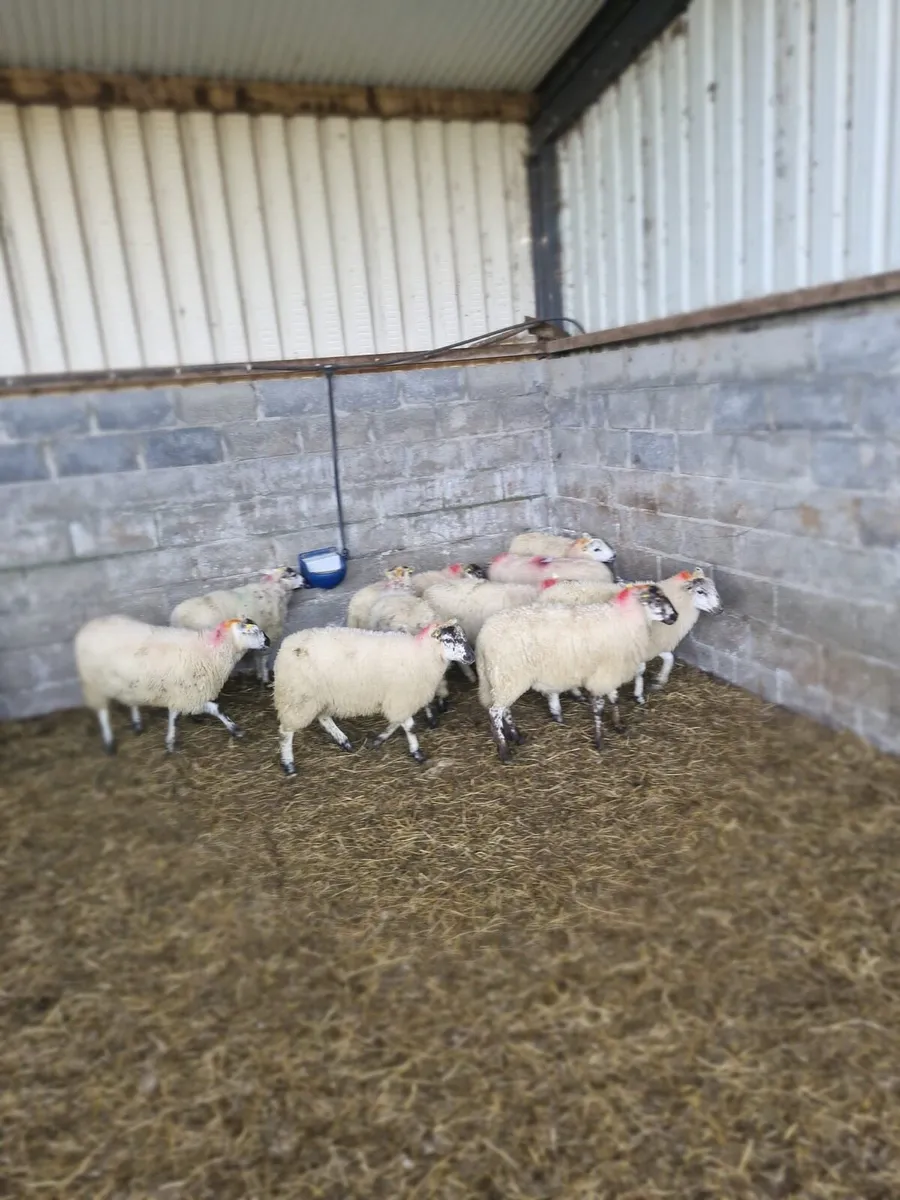 Ewe Lambs - Image 1