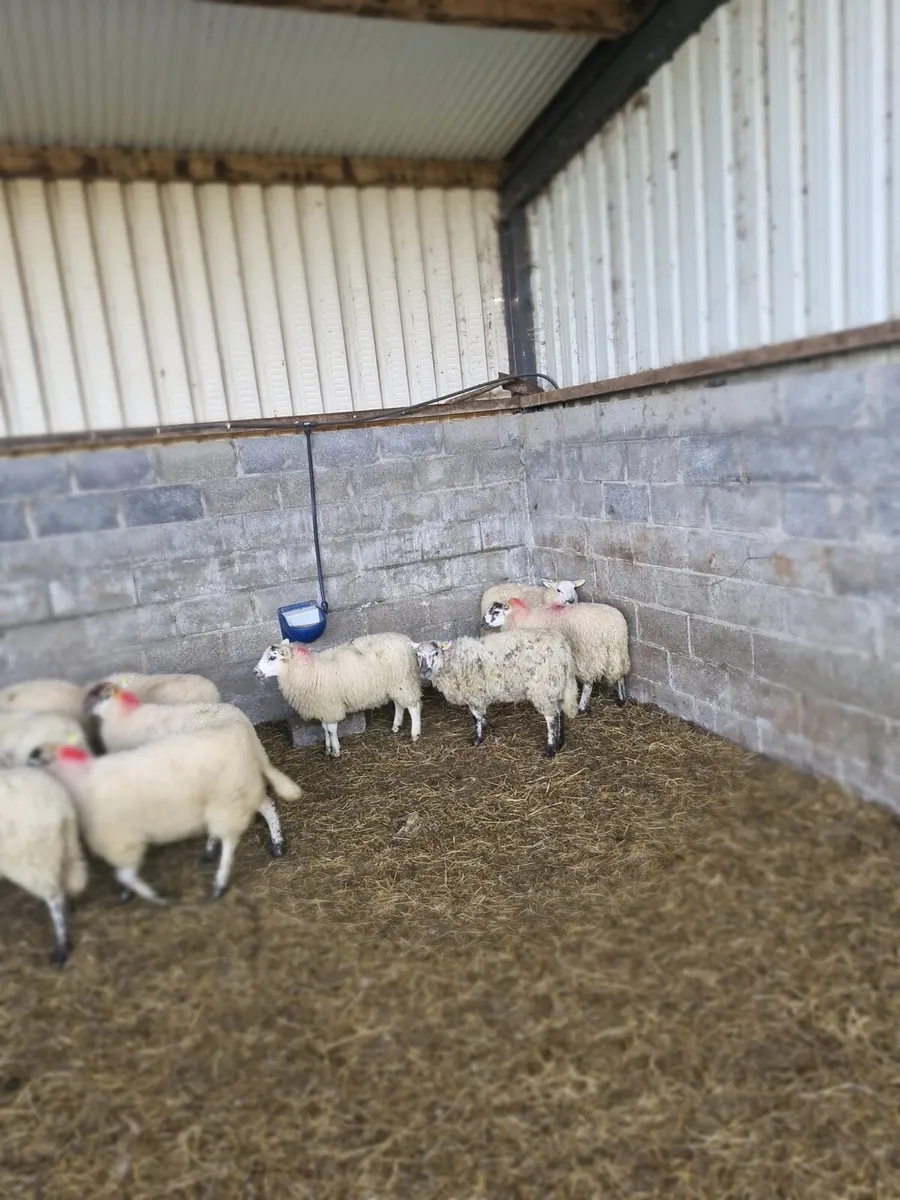 Ewe Lambs - Image 2