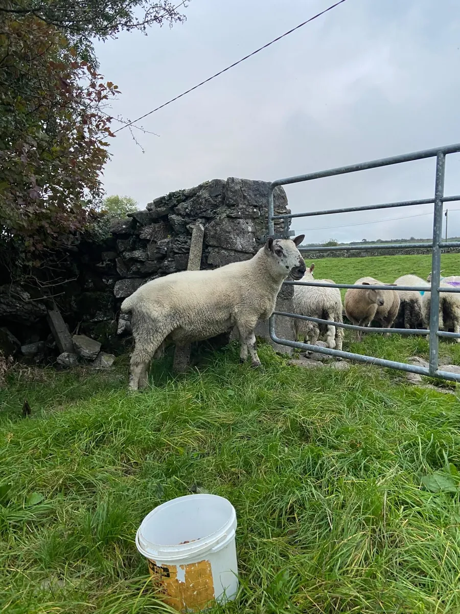 Hogget Ram - Image 2