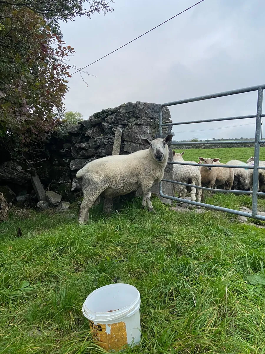 Hogget Ram - Image 3