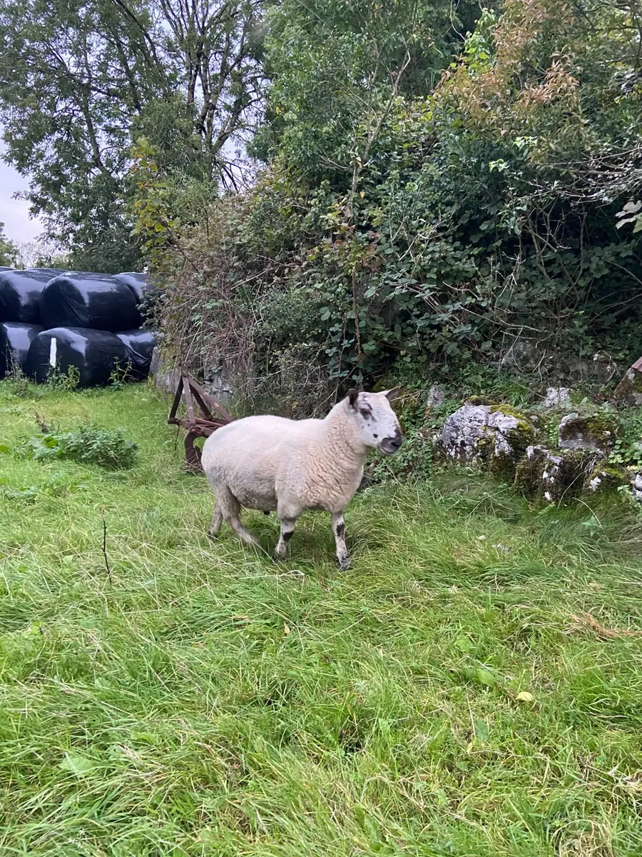 Hogget Ram - Image 4