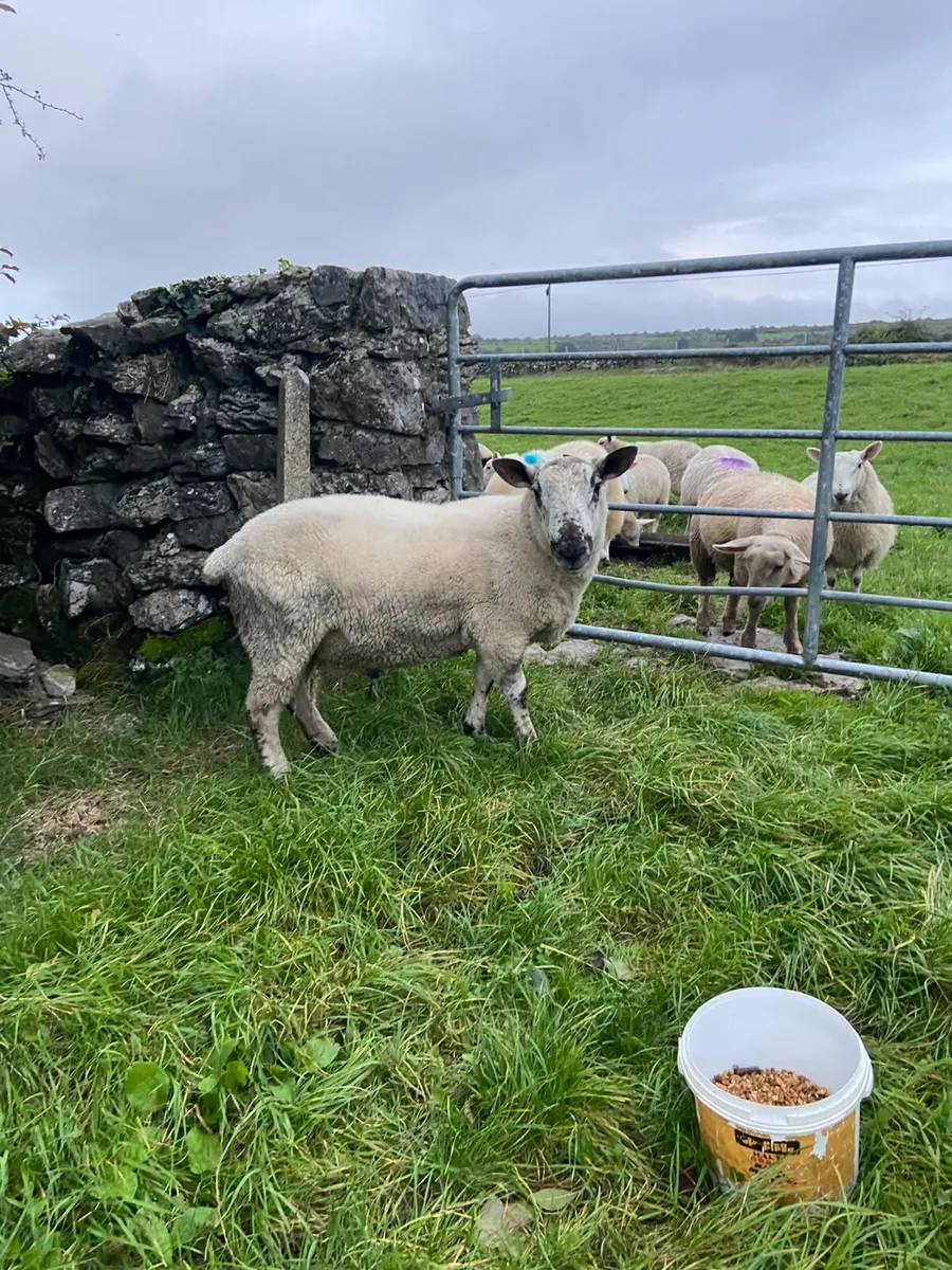 Hogget Ram - Image 1