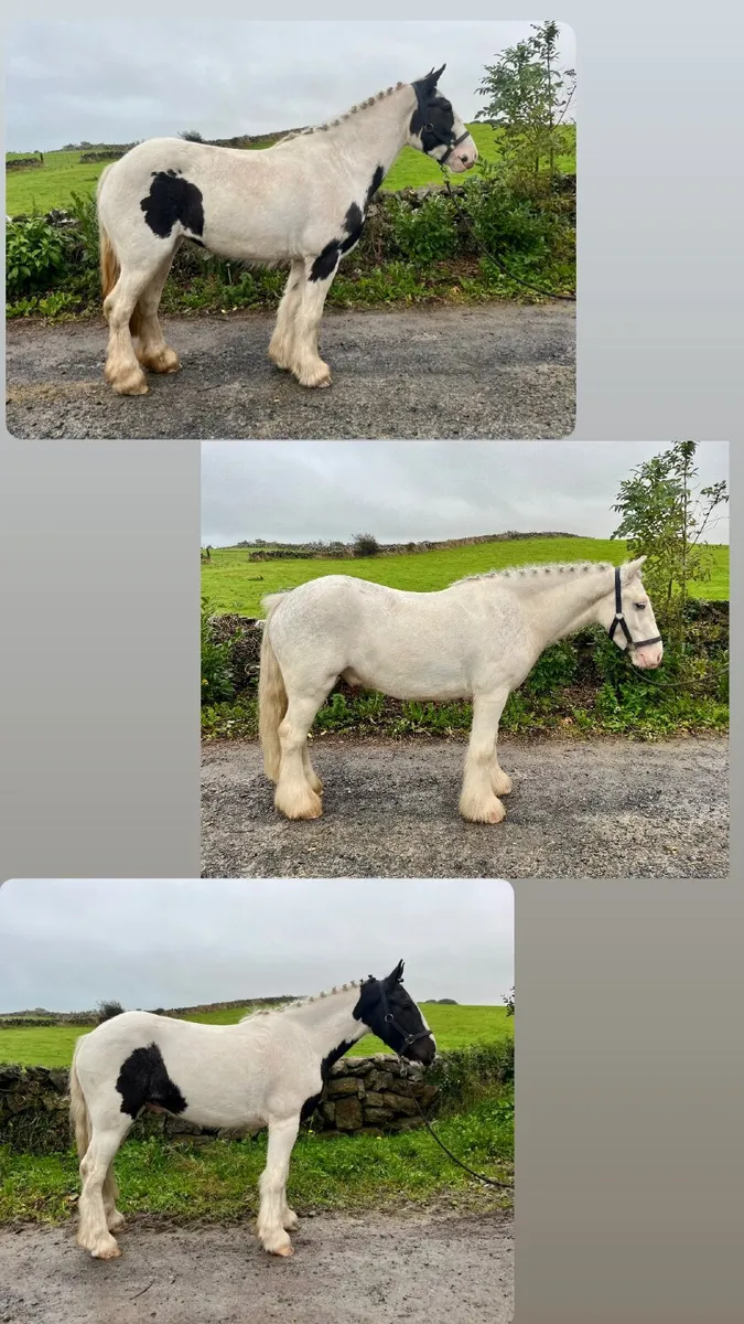Three riding cobs - Image 1
