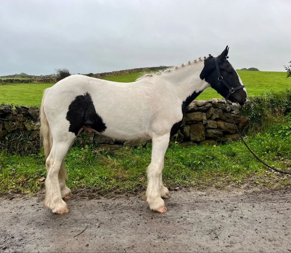 Three riding cobs - Image 2