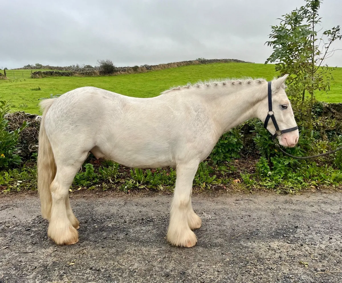 Three riding cobs - Image 3