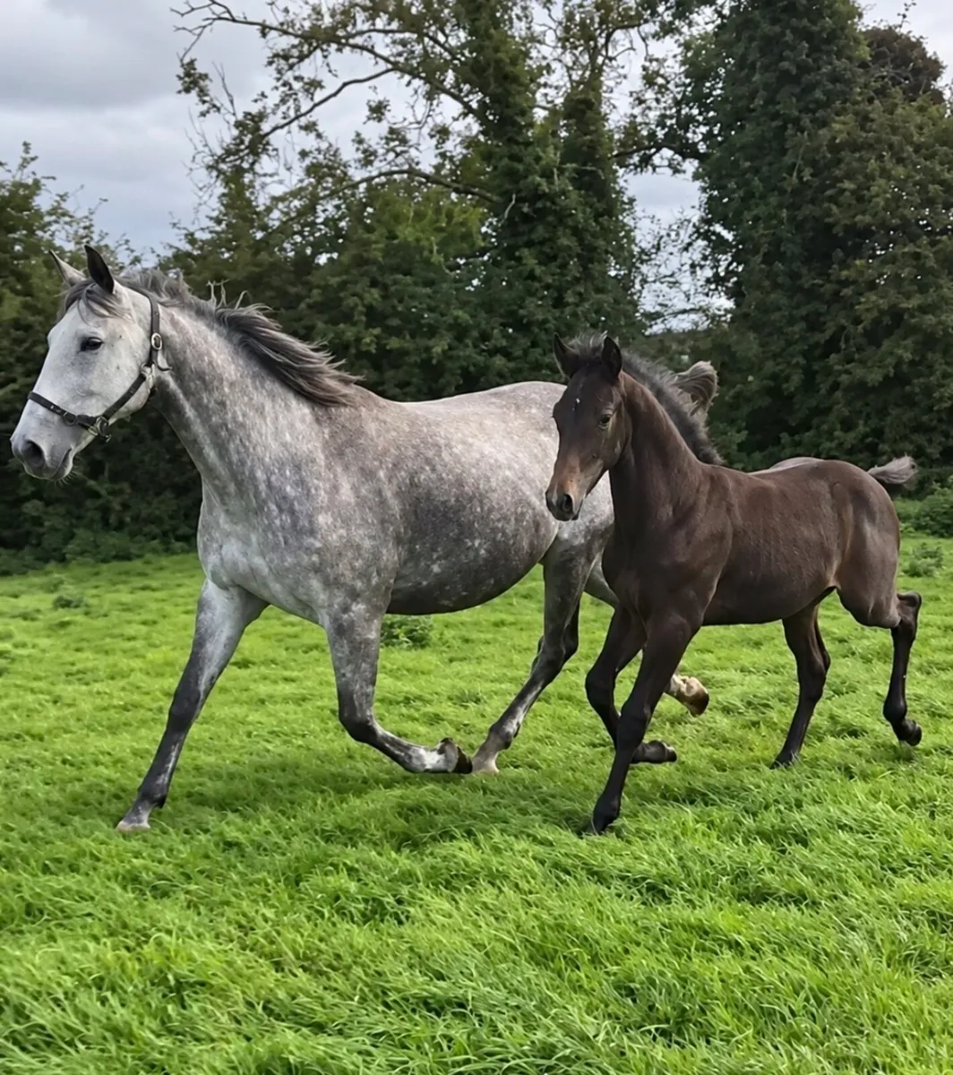 Performance Bred Broodmares - Image 1