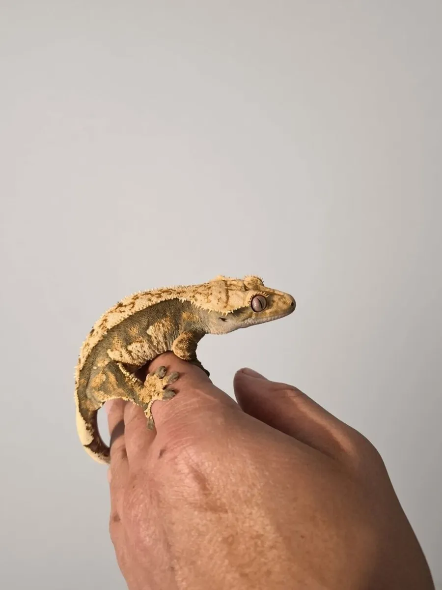 🦎 CRESTED GECKOS LOOKING FOR NEW HOMES 🦎 - Image 2
