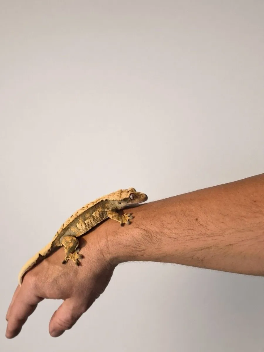 🦎 CRESTED GECKOS LOOKING FOR NEW HOMES 🦎 - Image 3