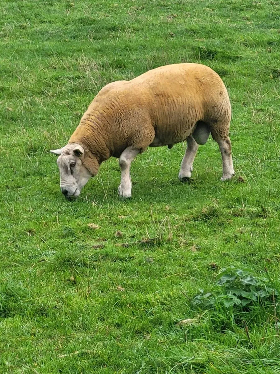 Charolais  x Texel rams for sale - Image 1