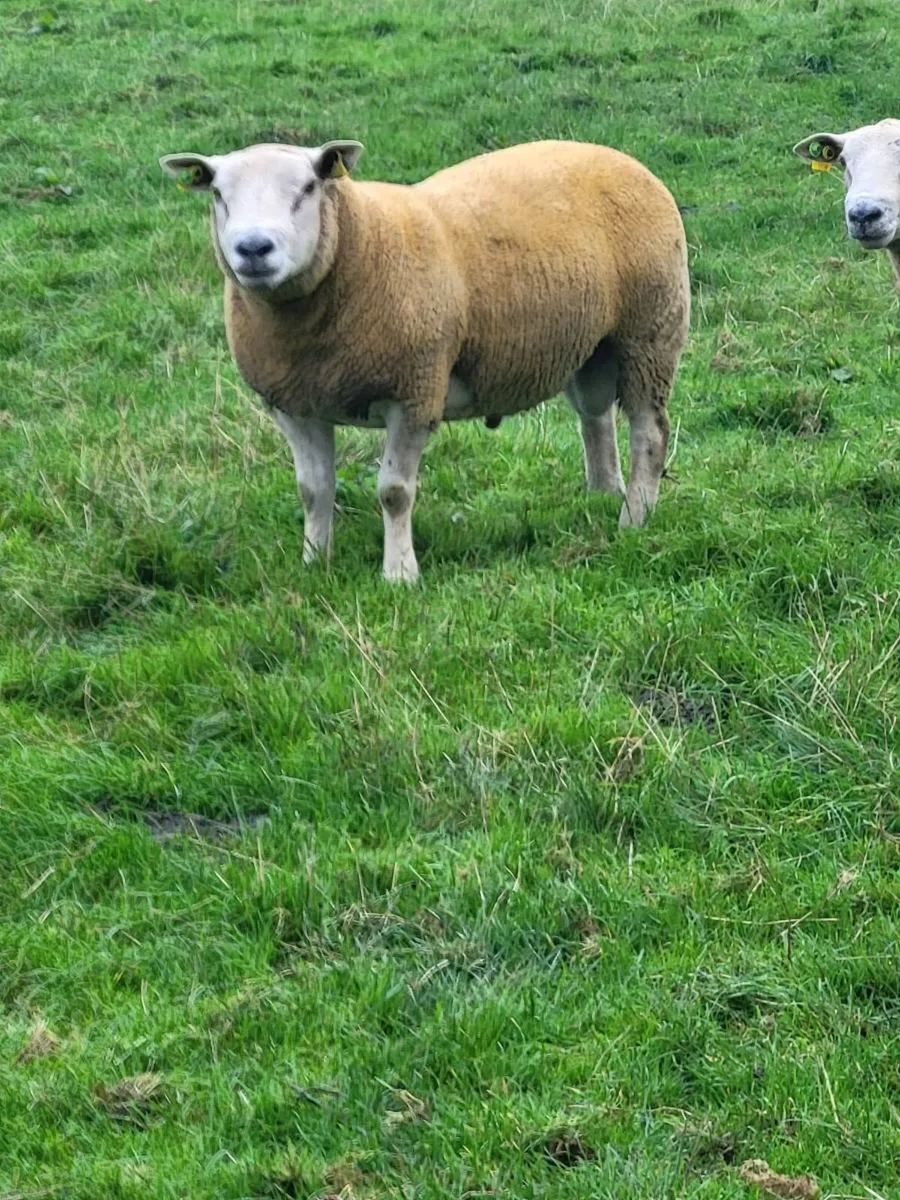 Charolais  x Texel rams for sale - Image 2