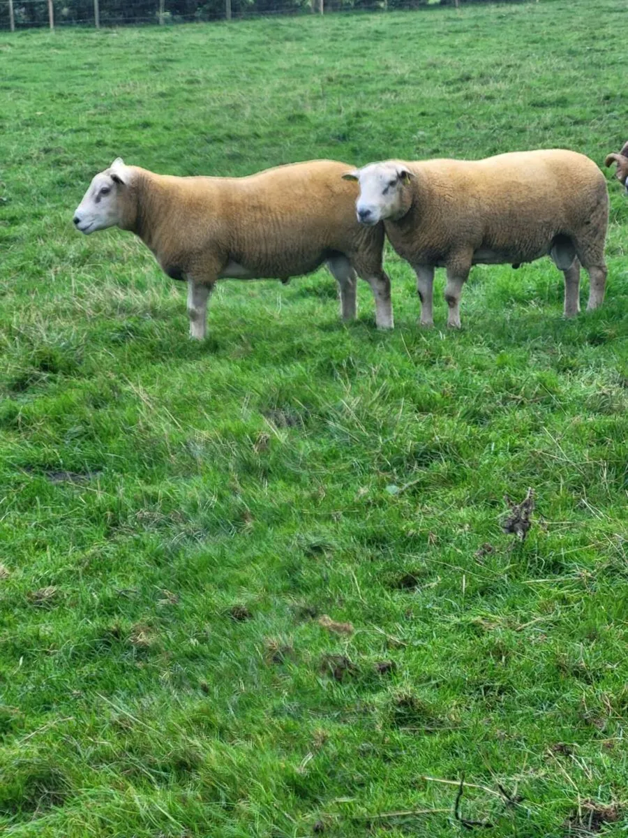 Charolais  x Texel rams for sale - Image 3