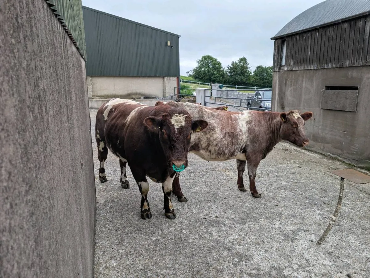 Pedigree registered Beef Shorthorn Bull - Image 2