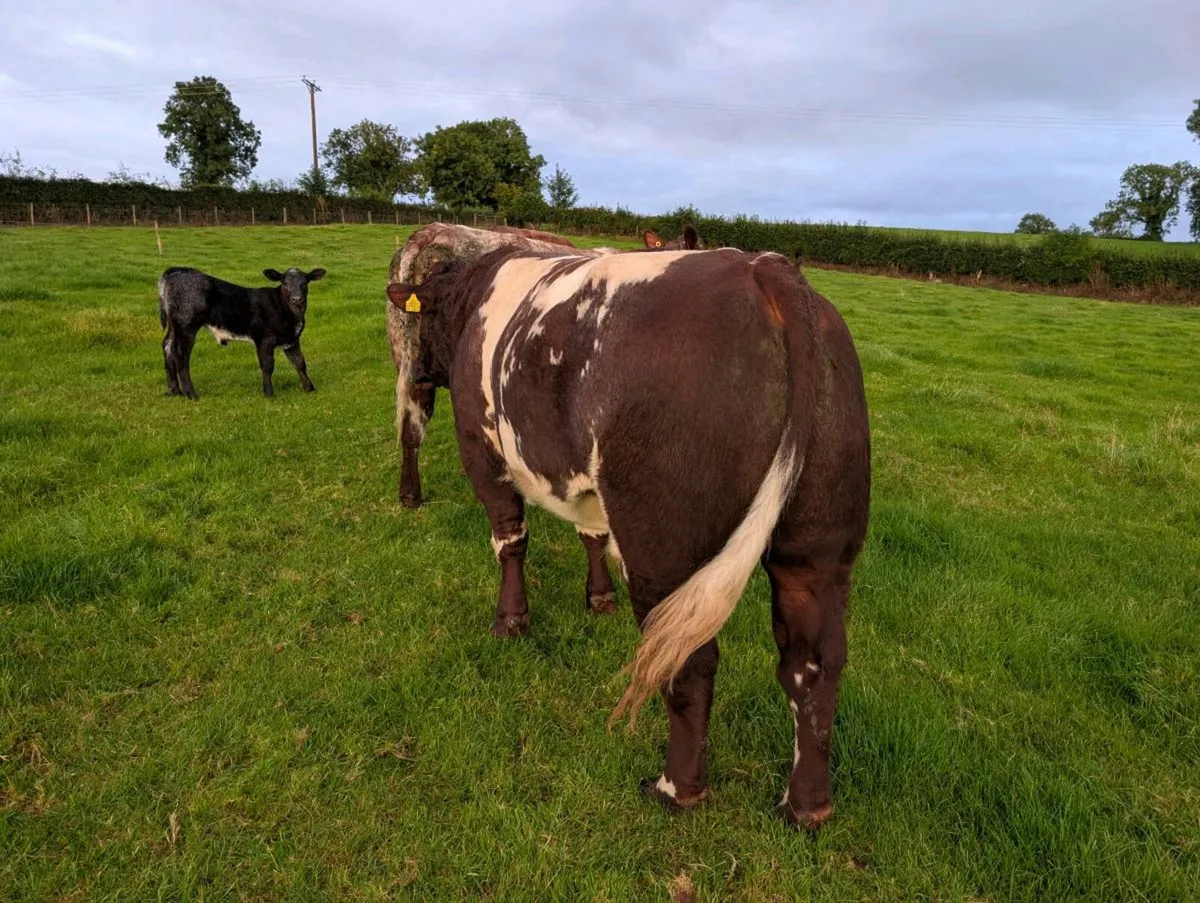 Pedigree registered Beef Shorthorn Bull - Image 3