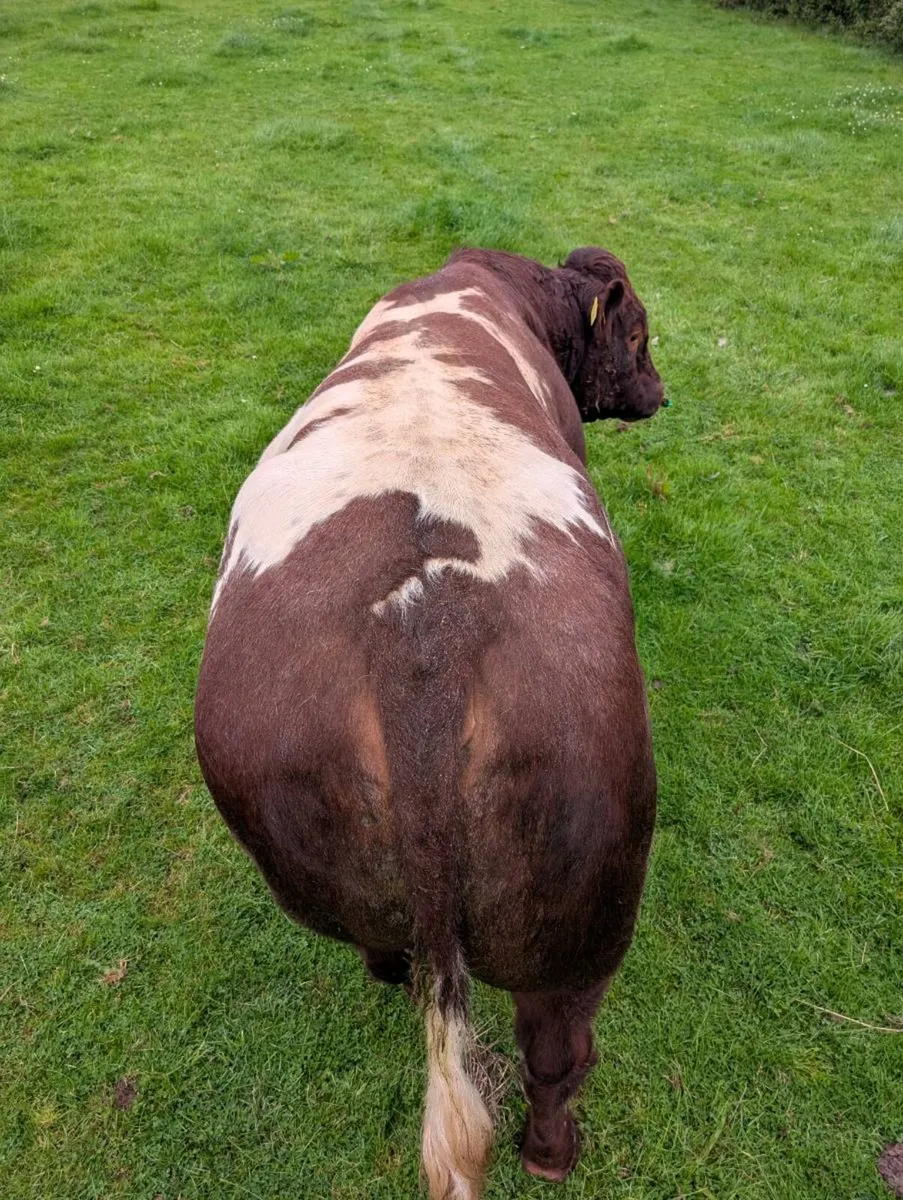 Pedigree registered Beef Shorthorn Bull - Image 4