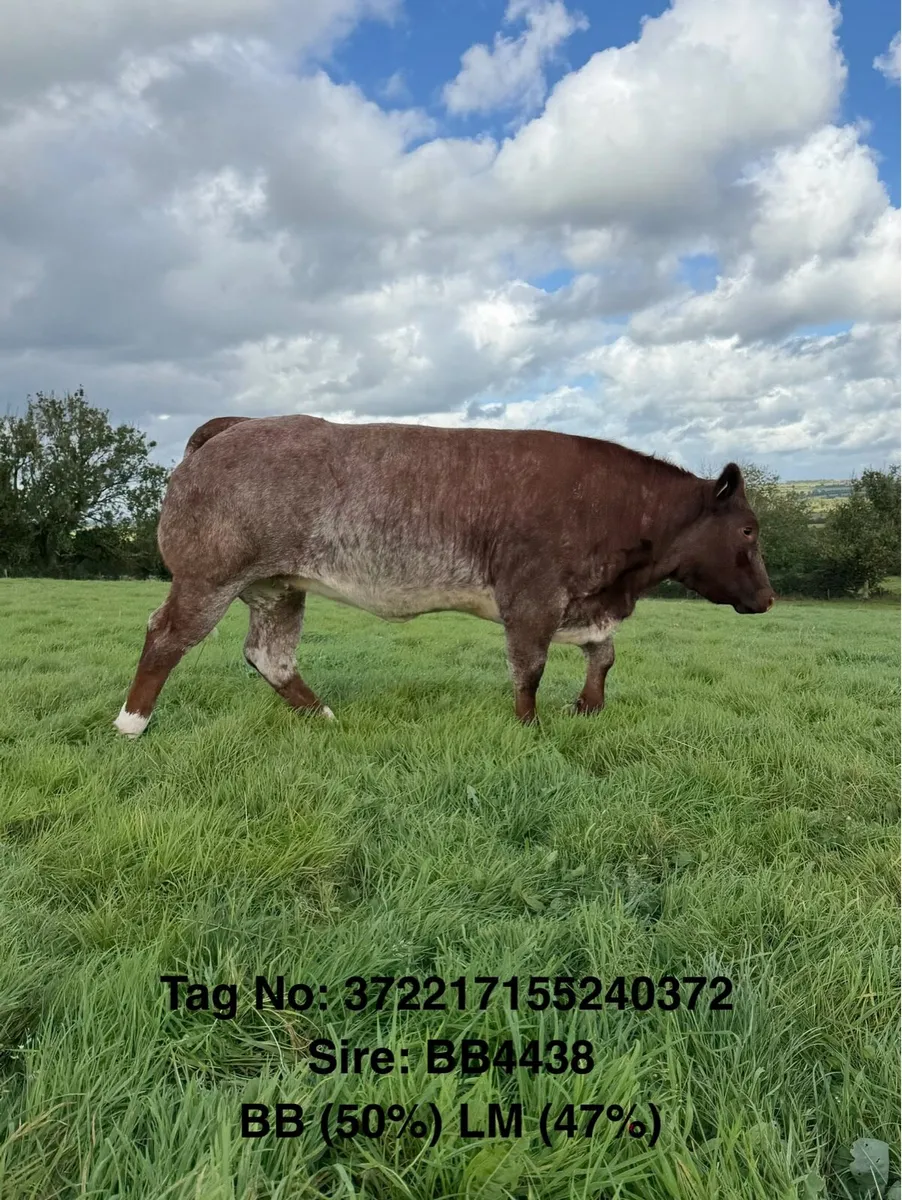 ⭐️ 20 Exceptional Maiden Heifers ⭐️ - Image 2