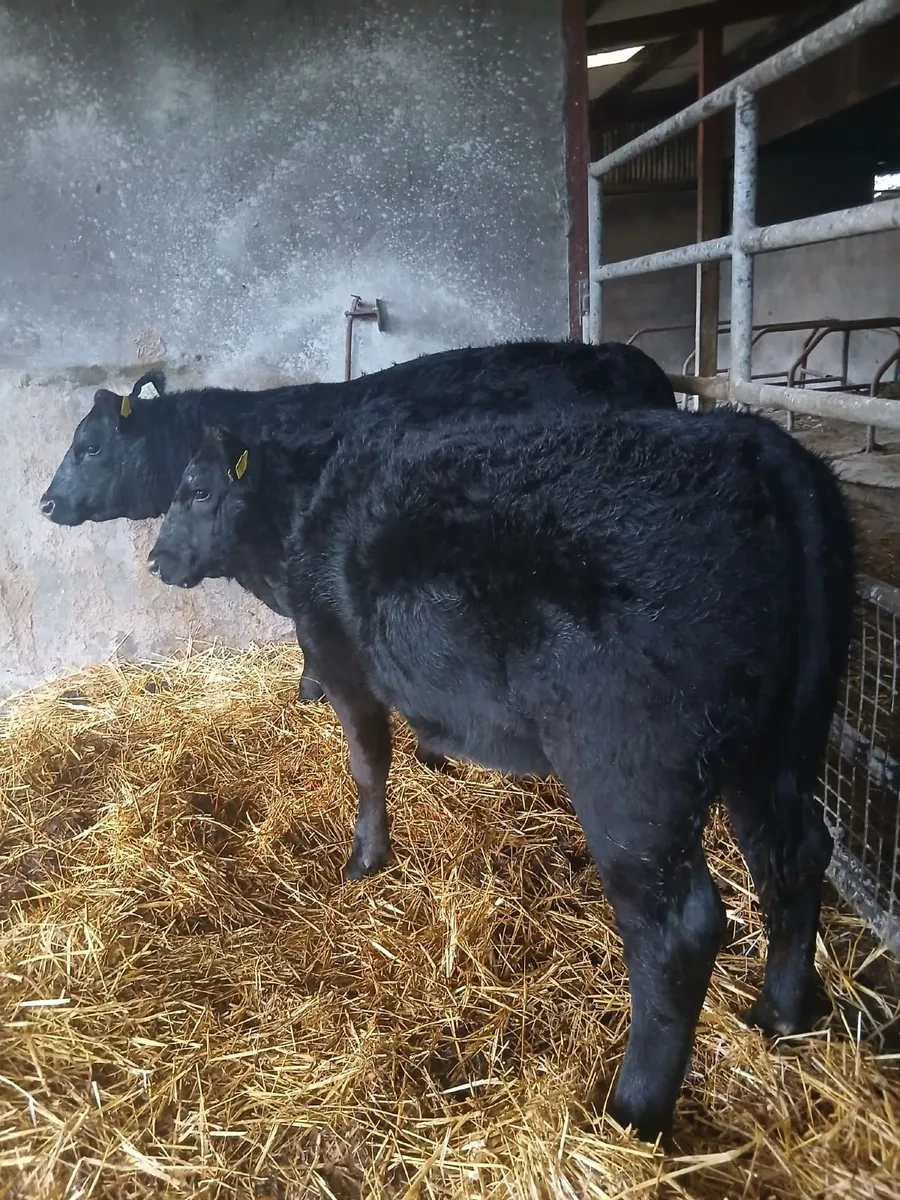 Angus heifers - Image 1