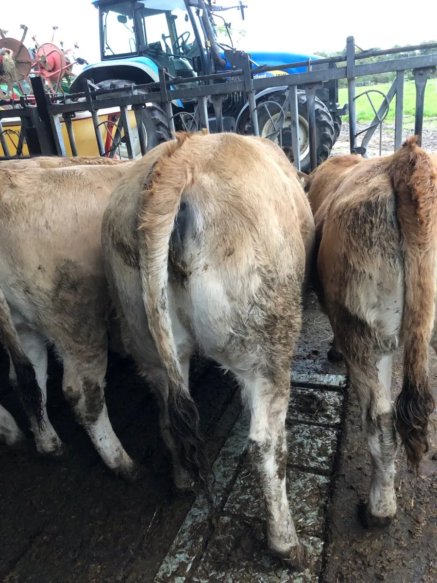 Heifers - Image 1