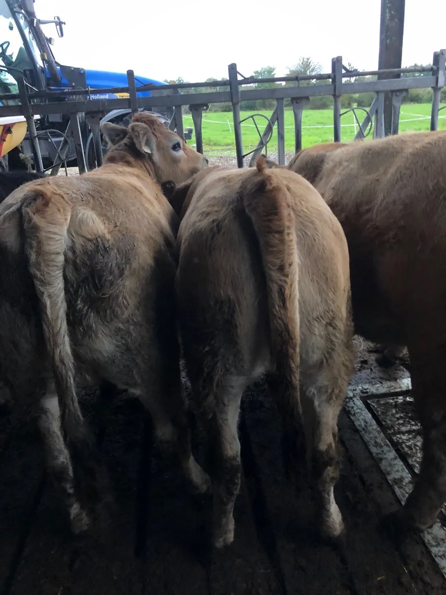 Heifers - Image 2