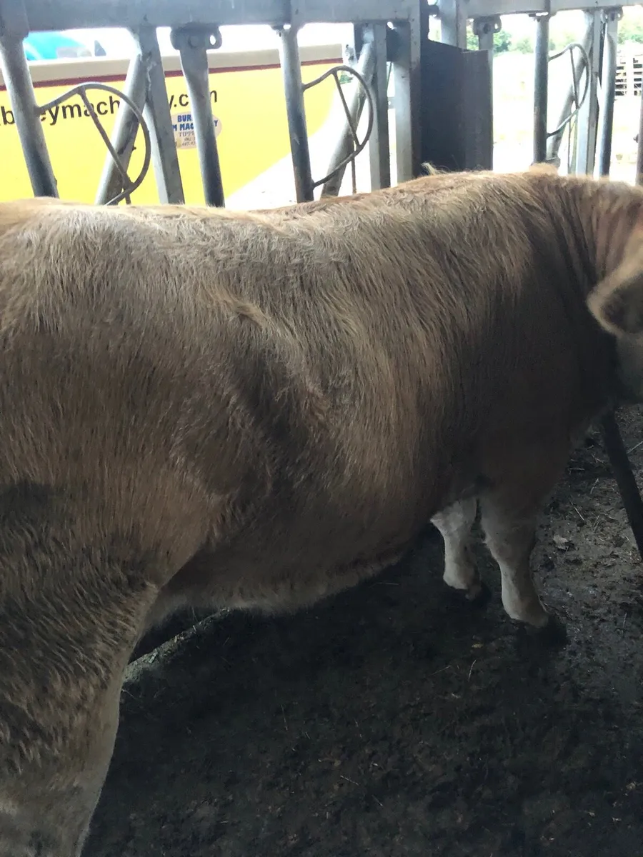Heifers - Image 3