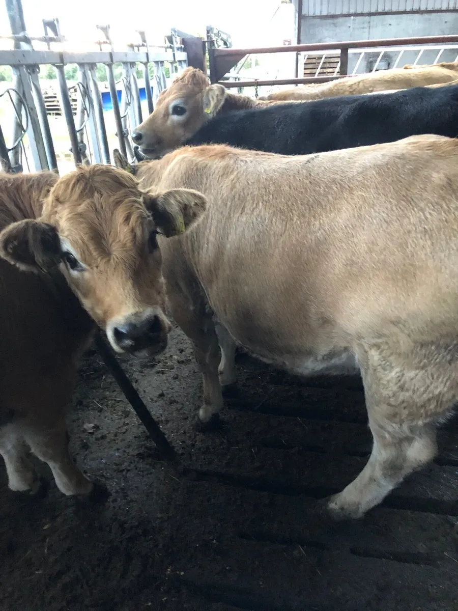 Heifers - Image 4