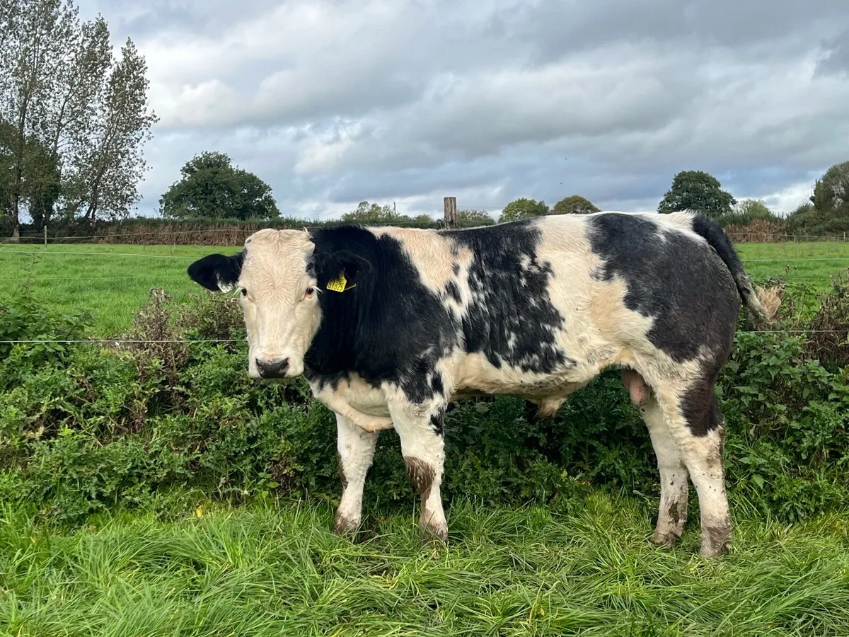 Blue bull weanling - Image 1