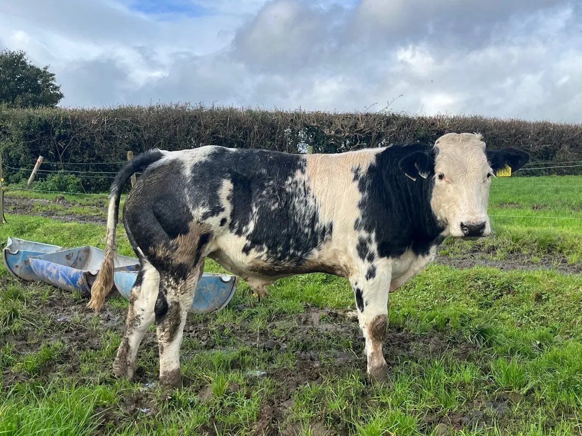 Blue bull weanling - Image 2