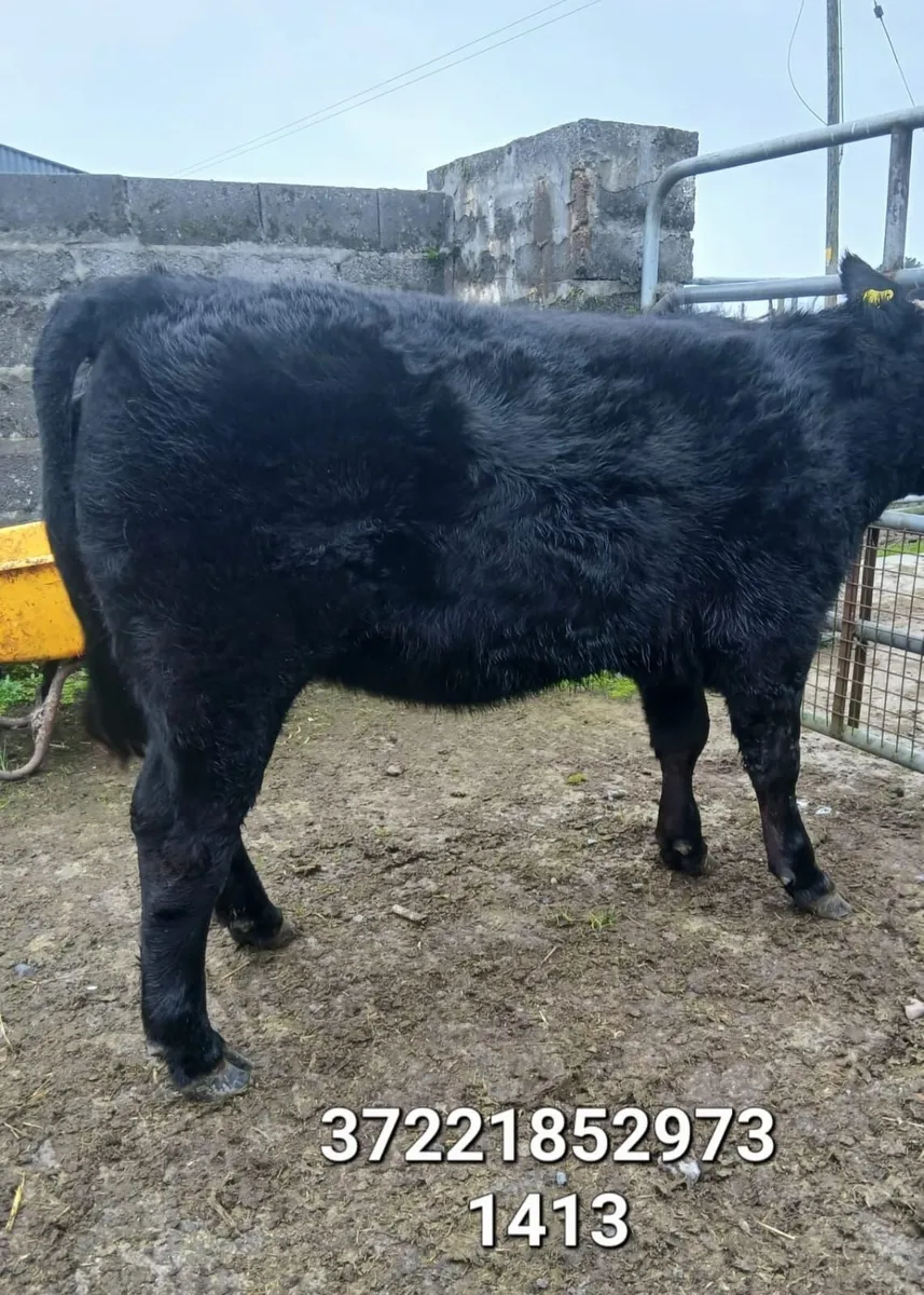 Angus heifers - Image 2