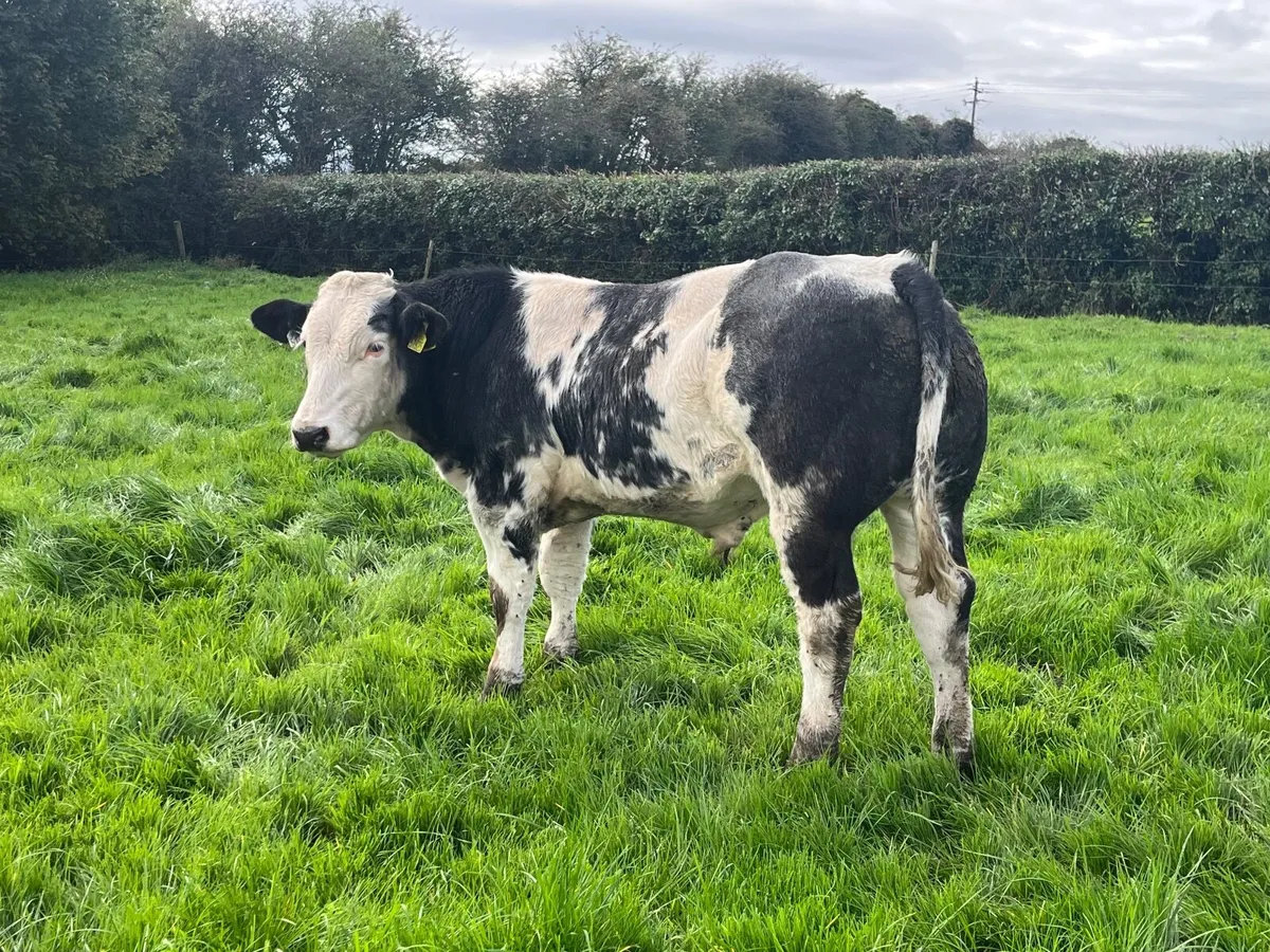 Blue bull weanling - Image 3