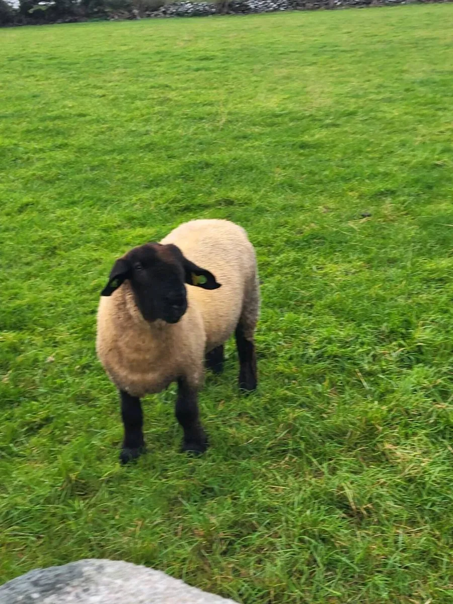 Pedigree Registered Suffolk ram lambs for  sale - Image 1