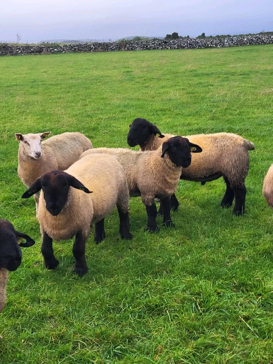Pedigree Registered Suffolk ram lambs for  sale - Image 2