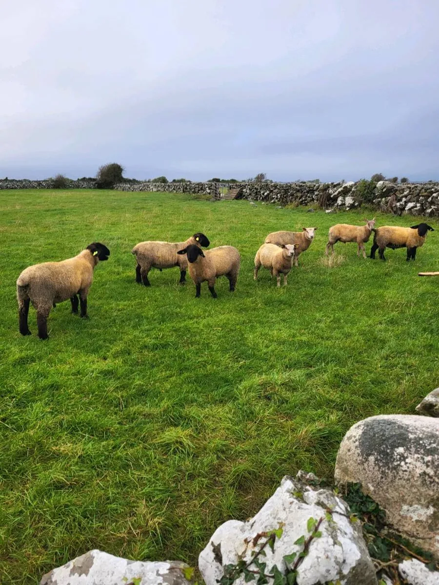 Pedigree Registered Suffolk ram lambs for  sale - Image 3