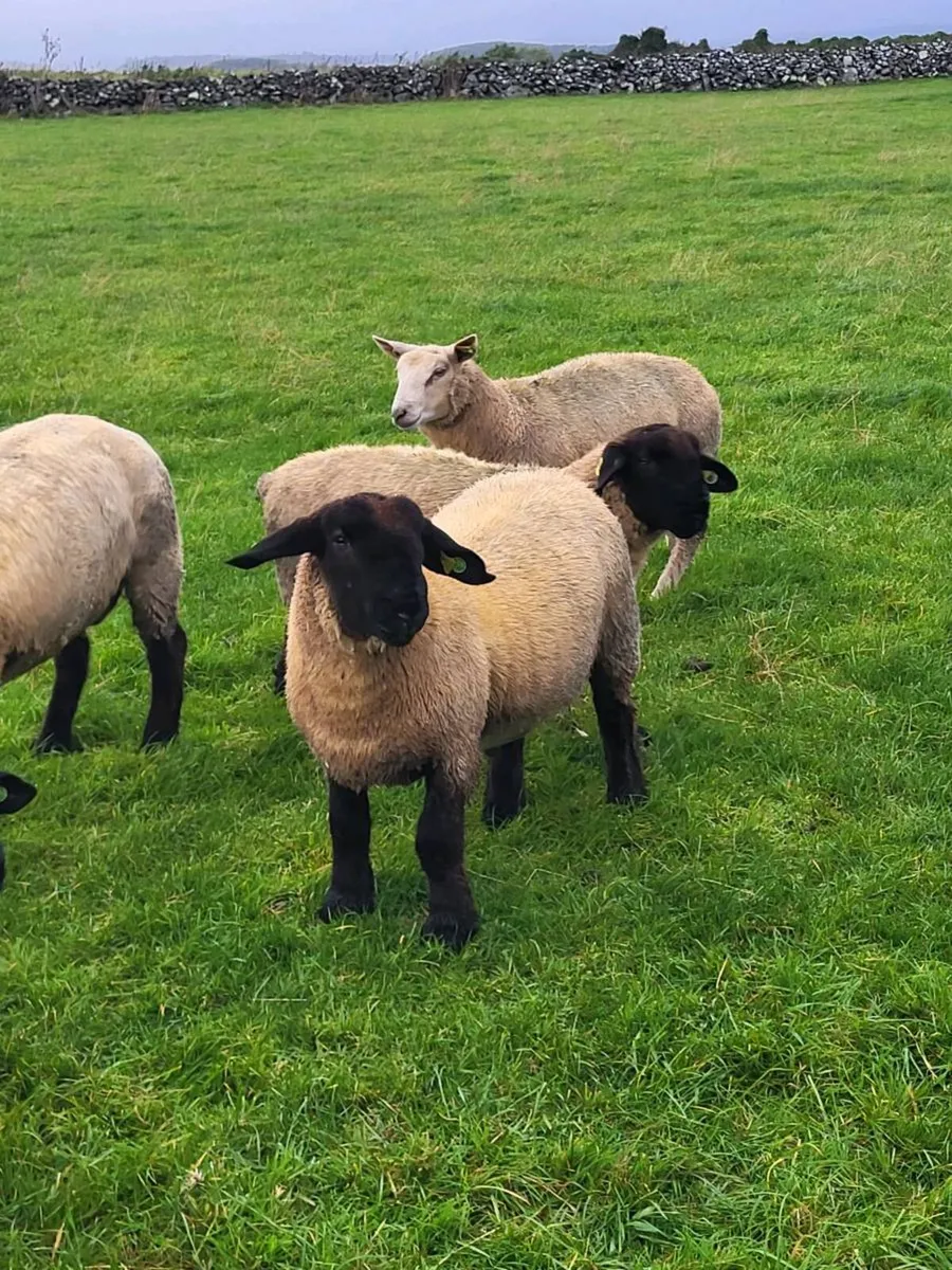 Pedigree Registered Suffolk ram lambs for  sale - Image 4