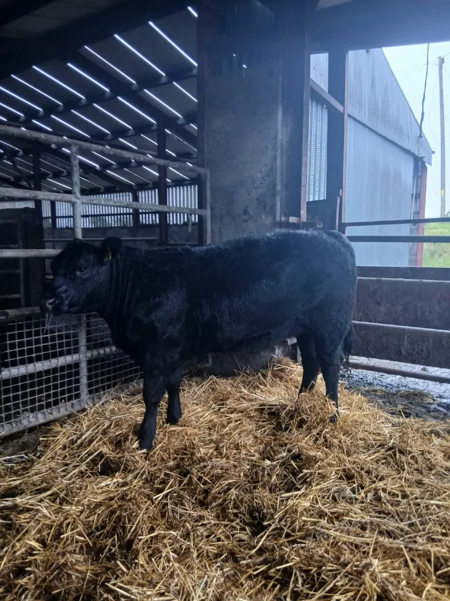 Angus heifers - Image 3