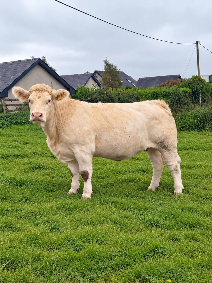 Pedigree charolais 2nd calver - Image 2