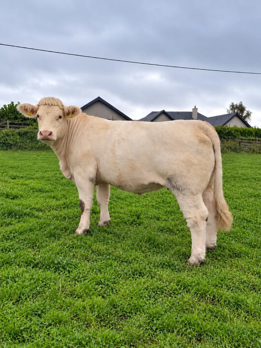 Pedigree charolais 2nd calver - Image 1