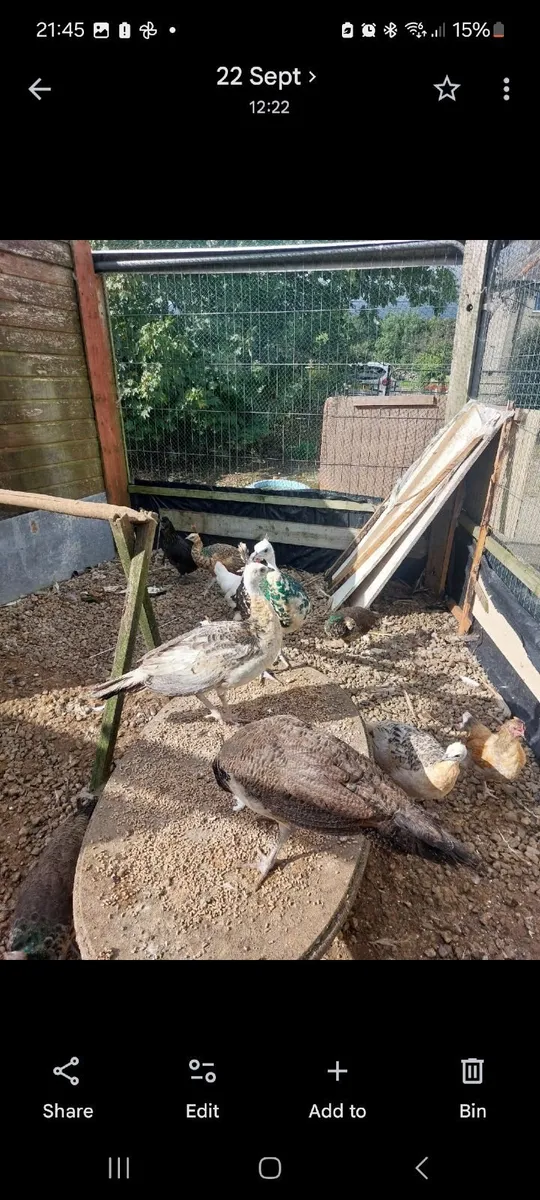 Peafowl chicks - Image 1