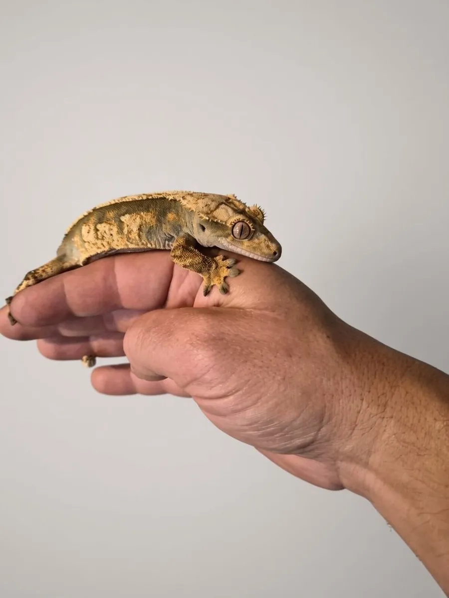 🦎 CRESTED GECKOS LOOKING FOR NEW HOMES 🦎 - Image 1