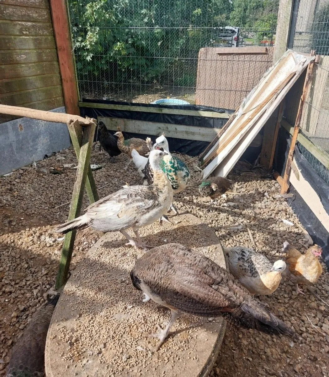 Peafowl chicks - Image 2